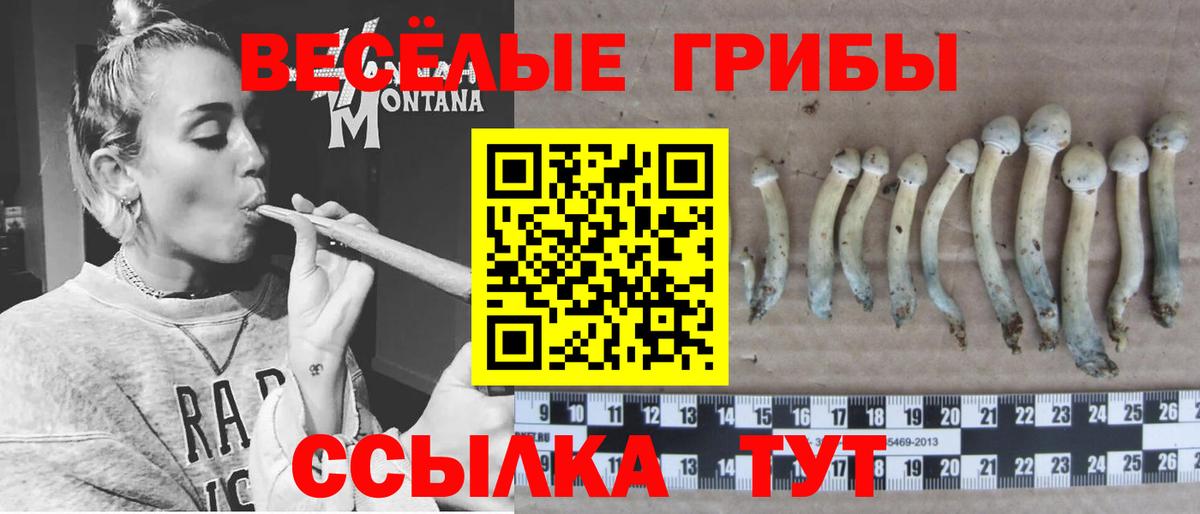 Псилоцибиновые грибы Psilocybe  Вход с VPN  наркошоп  Горно-Алтайск  Галлюциногенные грибы мицелий 